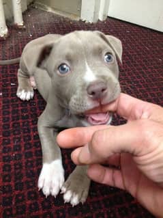 American pitbull mail female puppies available for sale