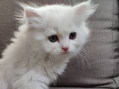 Persian Kitten Both Female / Baby cat / 2 Months Age / Pure White