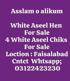 White Aseel Hen & Chiks For Sale
