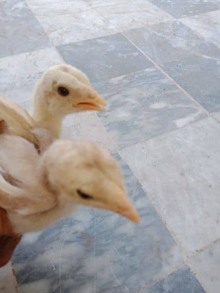 White Aseel Hen & Chiks For Sale 2