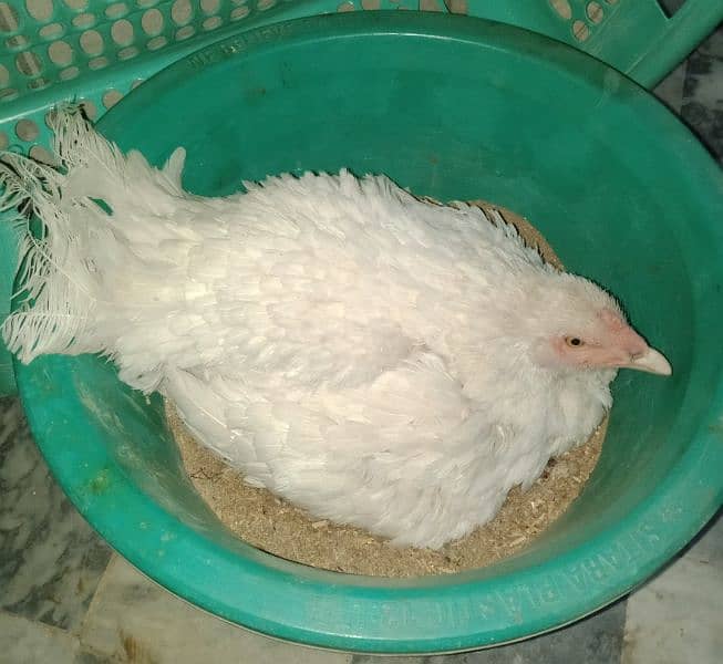 White Aseel Hen & Chiks For Sale 3