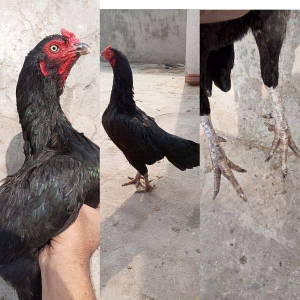 Aseel Patha or Lasani Aseel chicks pair / Aseel murga 7