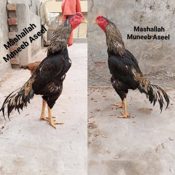 Aseel Patha or Lasani Aseel chicks pair / Aseel murga 8