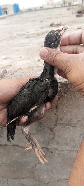 Aseel Patha or Lasani Aseel chicks pair / Aseel murga 14