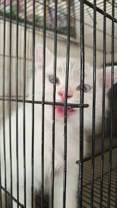 persian kitten for sale triple coated blue eyes