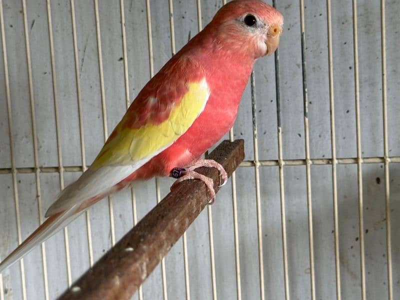 Bourke parrot 1