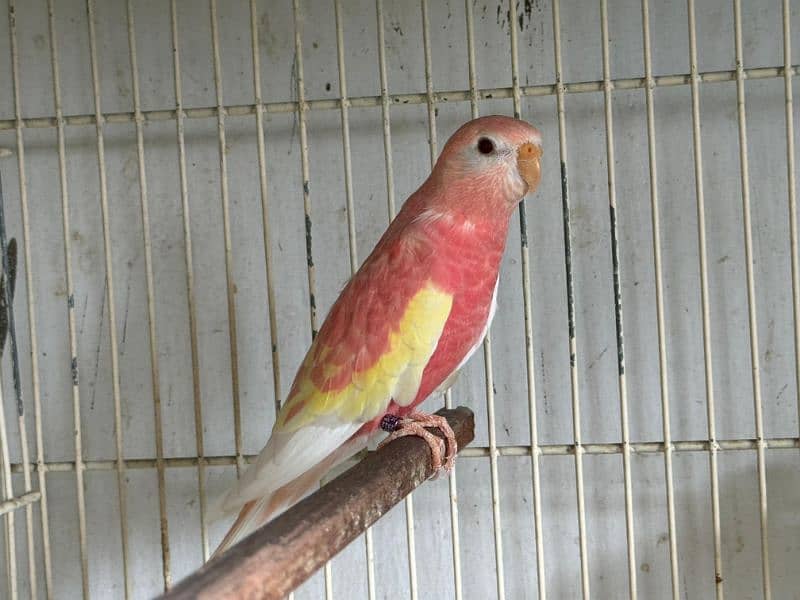 Bourke parrot 4