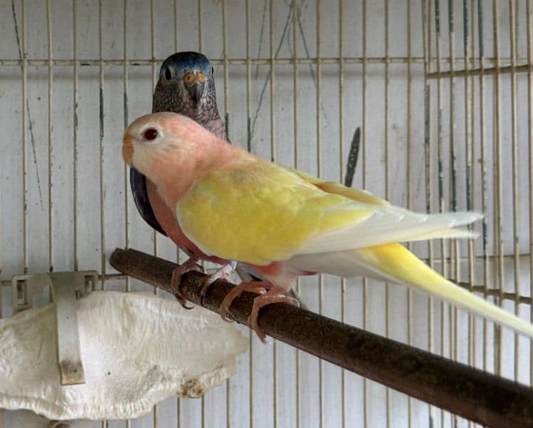 Bourke parrot 5
