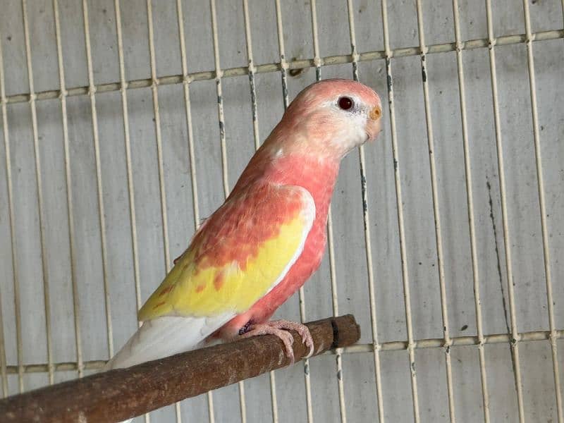 Bourke parrot 7