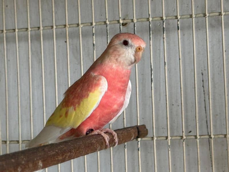 Bourke parrot 9