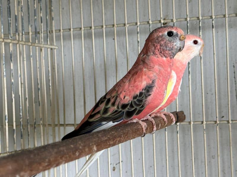 Bourke parrot 11