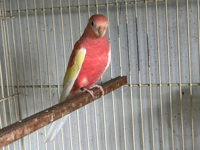 Bourke parrot 15
