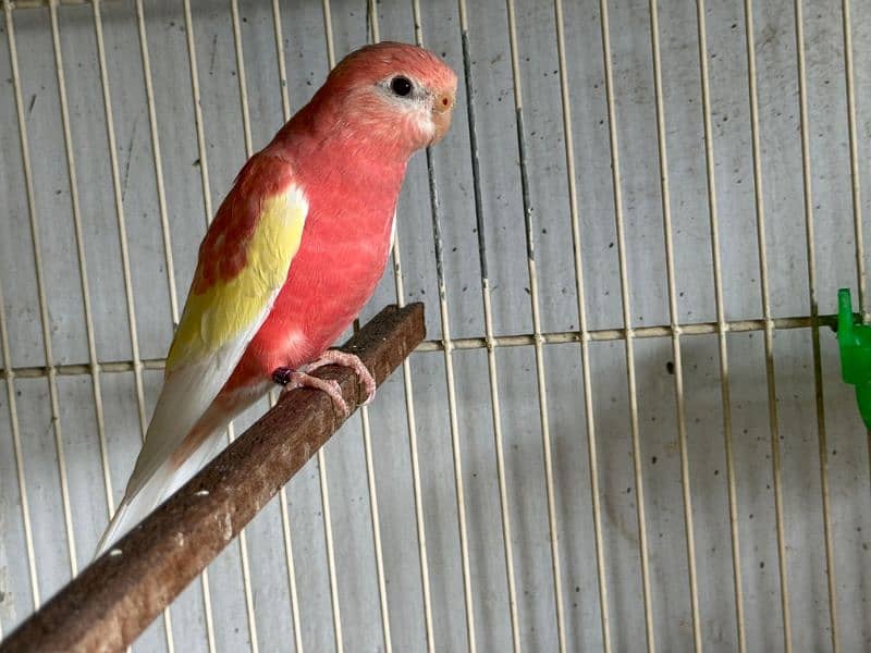 Bourke parrot 16