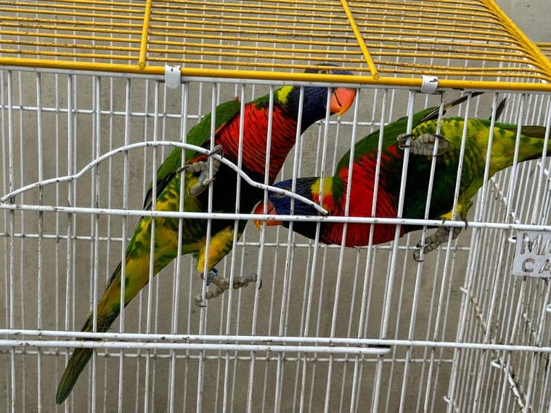 Bourke parrot 17