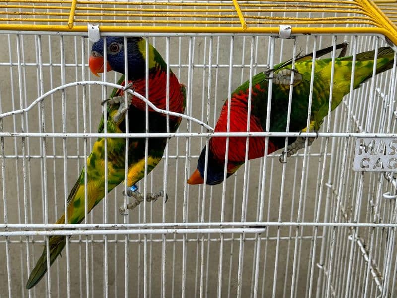 Bourke parrot 18