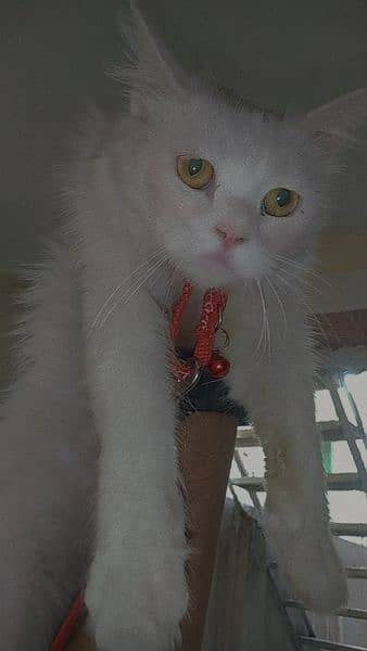 it's name is mano, Gorgeous white Persian female cat with unique eyes 3