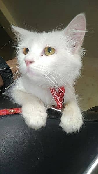 it's name is mano, Gorgeous white Persian female cat with unique eyes 4