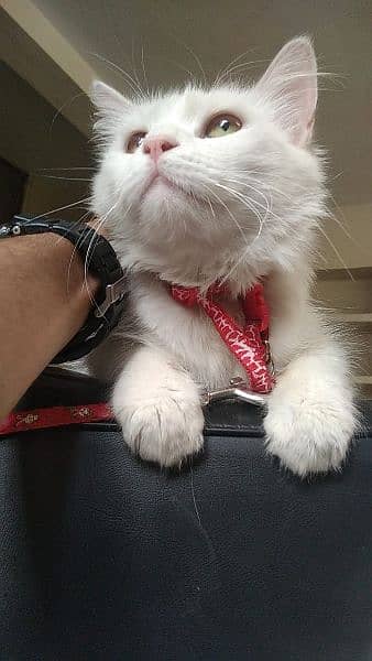 it's name is mano, Gorgeous white Persian female cat with unique eyes 5