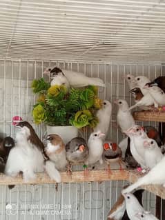 Bengalese, Euros, Zebra Finches for sale in a lump sum amount