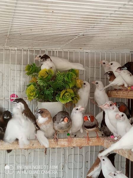 Bengalese, Euros, Zebra Finches for sale in a lump sum amount 0