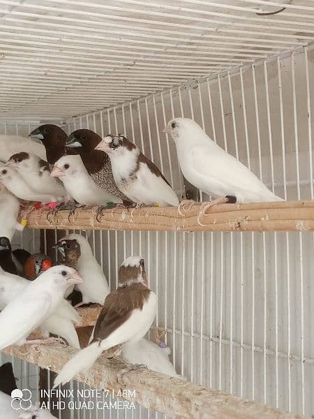 Bengalese, Euros, Zebra Finches for sale in a lump sum amount 1