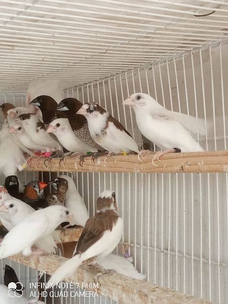 Bengalese, Euros, Zebra Finches for sale in a lump sum amount 2