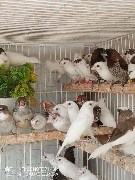 Bengalese, Euros, Zebra Finches for sale in a lump sum amount 3