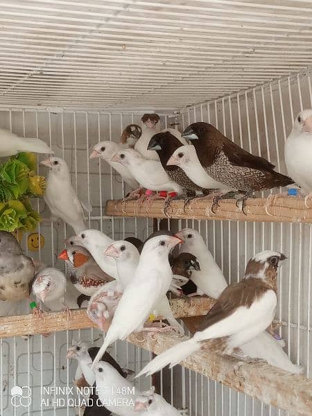 Bengalese, Euros, Zebra Finches for sale in a lump sum amount 4