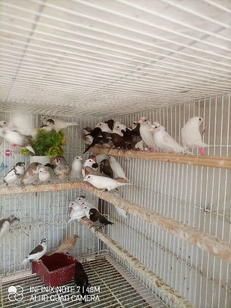 Bengalese, Euros, Zebra Finches for sale in a lump sum amount 5