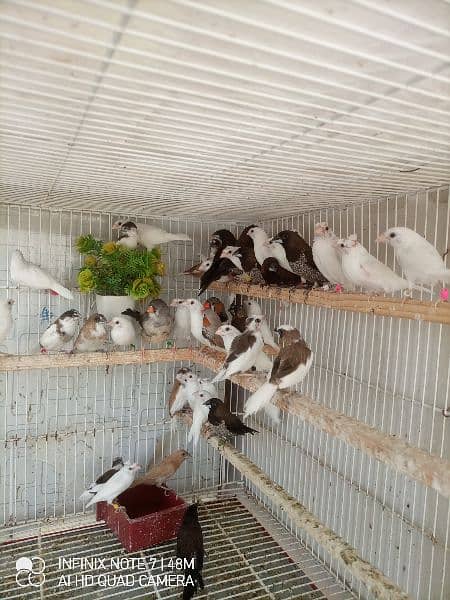 Bengalese, Euros, Zebra Finches for sale in a lump sum amount 6