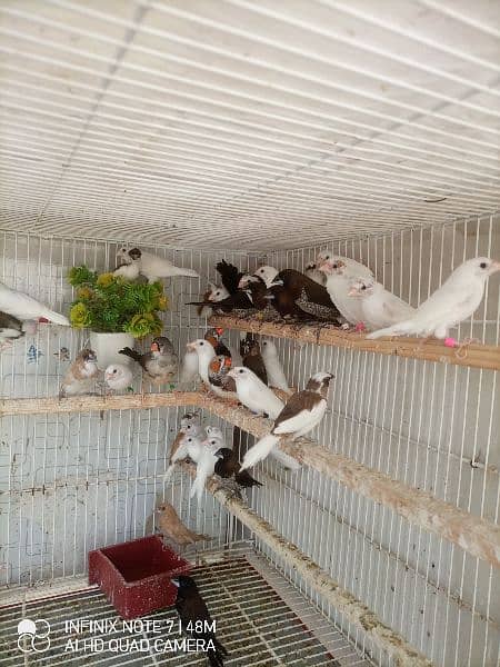 Bengalese, Euros, Zebra Finches for sale in a lump sum amount 7