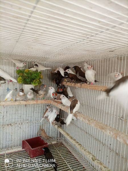 Bengalese, Euros, Zebra Finches for sale in a lump sum amount 8