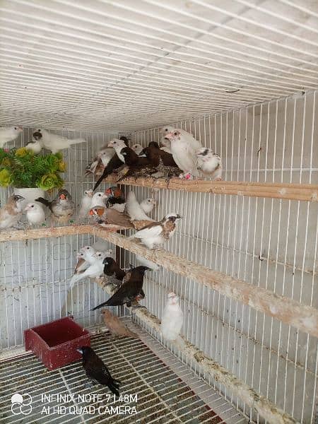 Bengalese, Euros, Zebra Finches for sale in a lump sum amount 9