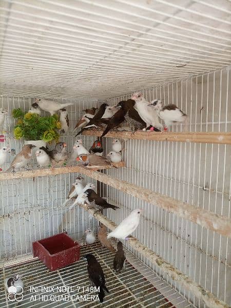 Bengalese, Euros, Zebra Finches for sale in a lump sum amount 10