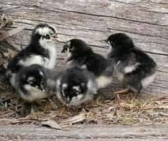 Australorp - fayoumi- golden misri one day old chicks