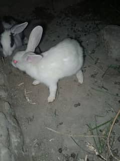 male rabbit