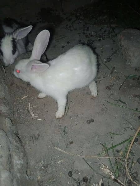 male rabbit 0