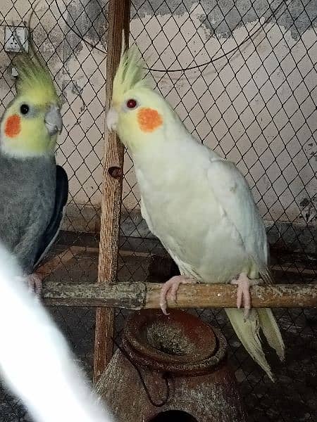 cocktail mature pair red eyes and gray cocktail avalible home breed 3