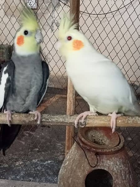 cocktail mature pair red eyes and gray cocktail avalible home breed 4