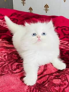 pure persian kittens for sale . Cash on delivery
