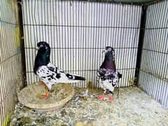 Ram Puri pigeons Pair For sale