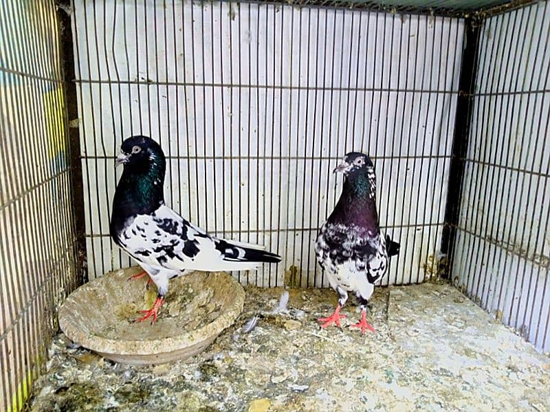 Ram Puri pigeons Pair For sale 0