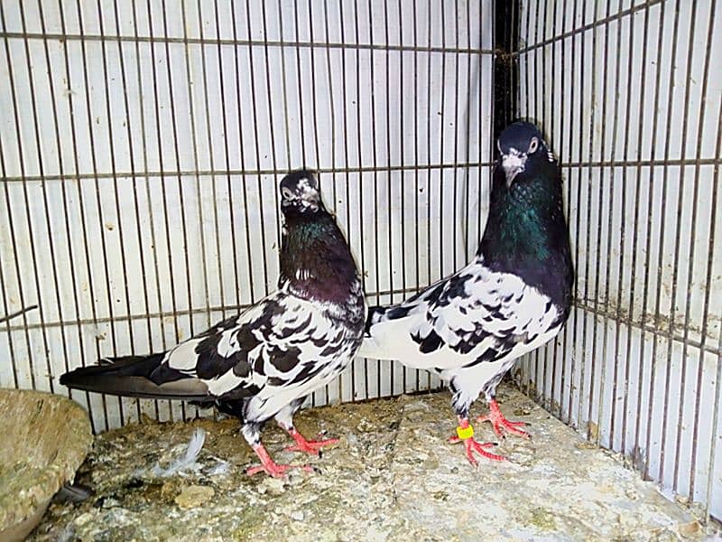 Ram Puri pigeons Pair For sale 1