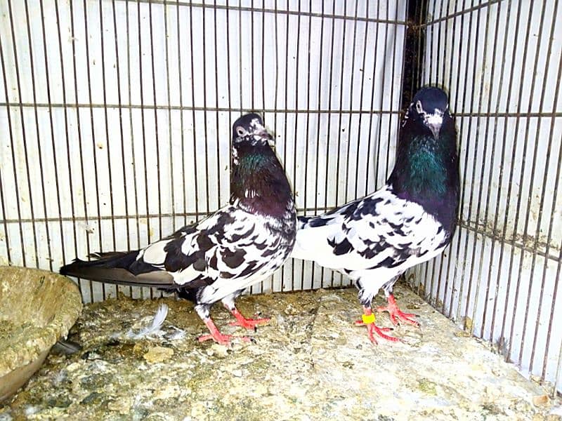 Ram Puri pigeons Pair For sale 2