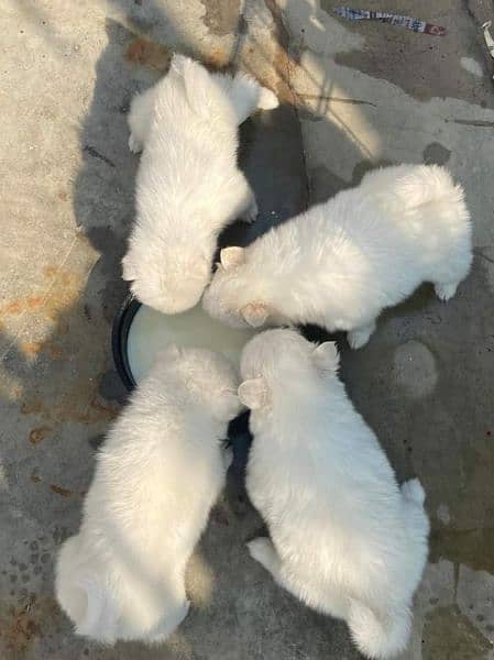 Russian puppy's 1