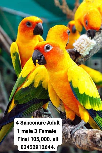 4 Adult Sunconure Parrot DNA Male Female Pair Parror 0