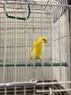 canary singing bird cristed +cage