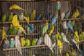 mix Australian parrots for sale