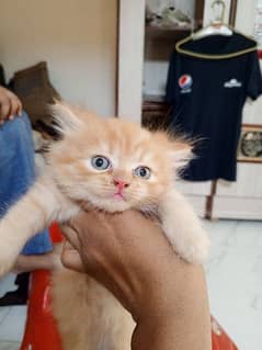 Persian extra triple coated furr 35 days kittens