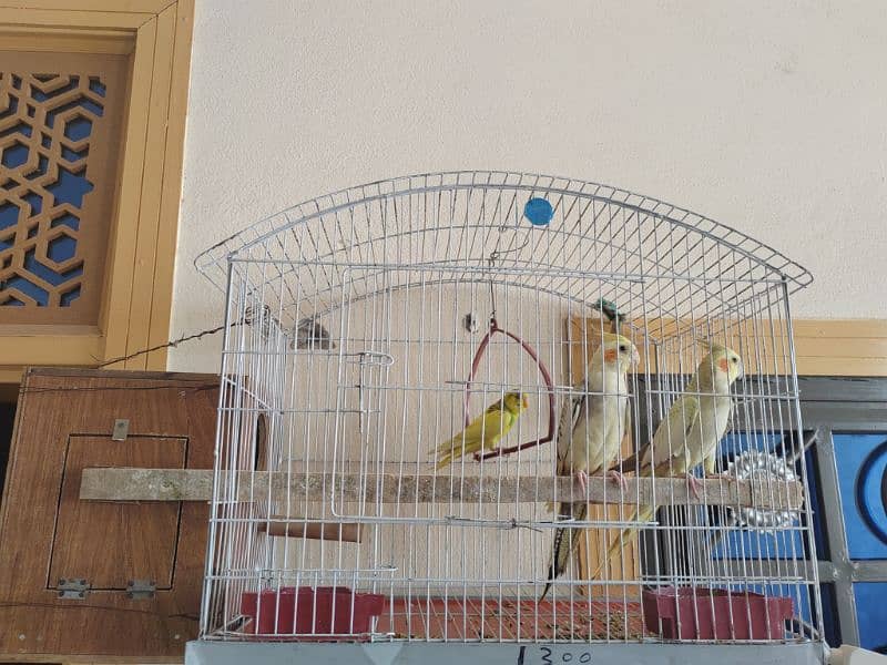 2 cocktail Parrots One Australian with cage 3